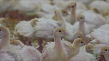 Bird Flu Cases Continue to Appear Across Parts of the US