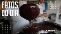 Safra do açaí está abaixo das expectativas