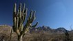 Arizona rains topple 200-year-old cactus