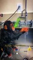 Wow Amazing Monkeys Videos 2022 _ Cute Pie Monkey Cute Animals Yt  #shorts #animals #viral #video