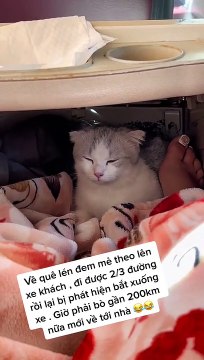 Clip: Tranh cãi cô gái lén mang mèo lên xe khách, bị đuổi xuống giữa đường