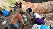Descubren en Israel colmillo de elefante de 500.000 años