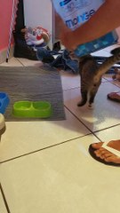 Cat Won't Let Owner Give Him Food