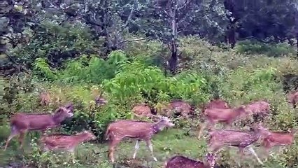Banddipur Tiger Reserve Bangalore