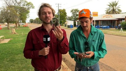 Hundreds gather in the Qld outback for yabby racing
