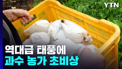 역대급 태풍에 과수 농가 초비상...피해 줄이려면? / YTN