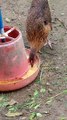 Amaging Animal funny video ‍♀️