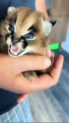 Call me when you want call me when you need || Baby to adult animals