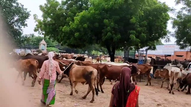 8 लाख से अधिक पशुधन लम्पी की चपेट में, अब तक हुआ चार लाख 34 हजार 276 पशुधन का टीकाकरण