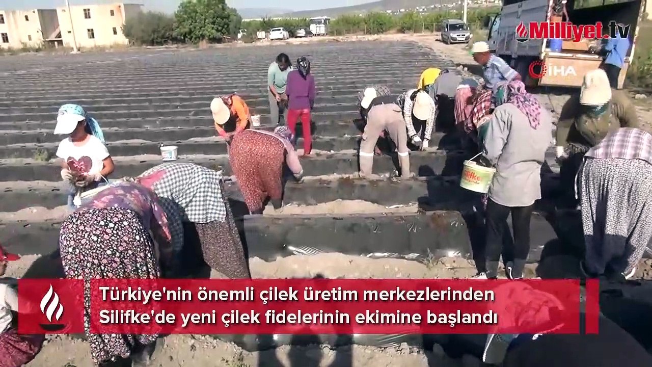 Silifke'de 70 milyon çilek fidesi toprakla buluşuyor
