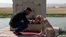 Ardahan gündem haberi: Ardahan'da yürekleri ısıtan görüntü: Sıcaktan bunalan köpeğe elleri ile su içirdi