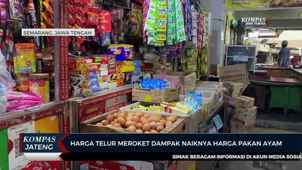 Harga Telur Meroket Dampak Naiknya Harga Pakan Ayam
