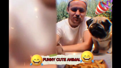 funny video compilation | kittens | puppies