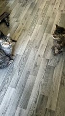 #10 seconds with the boyz! #shorts