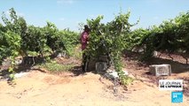 Le succès du vin local en Égypte