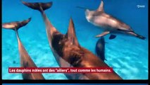Les dauphins mâles ont des ‘compagnons de drague’ pour les aider à attirer les femelles !