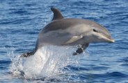 Male dolphins have 'wingmen' to help them attract females!