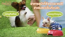 อาหารสุนัขเลือกอย่างไรให้พอดี และ ดีพอ กับสุนัขของคุณ