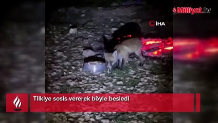Tilkiye sosis vererek böyle besledi
