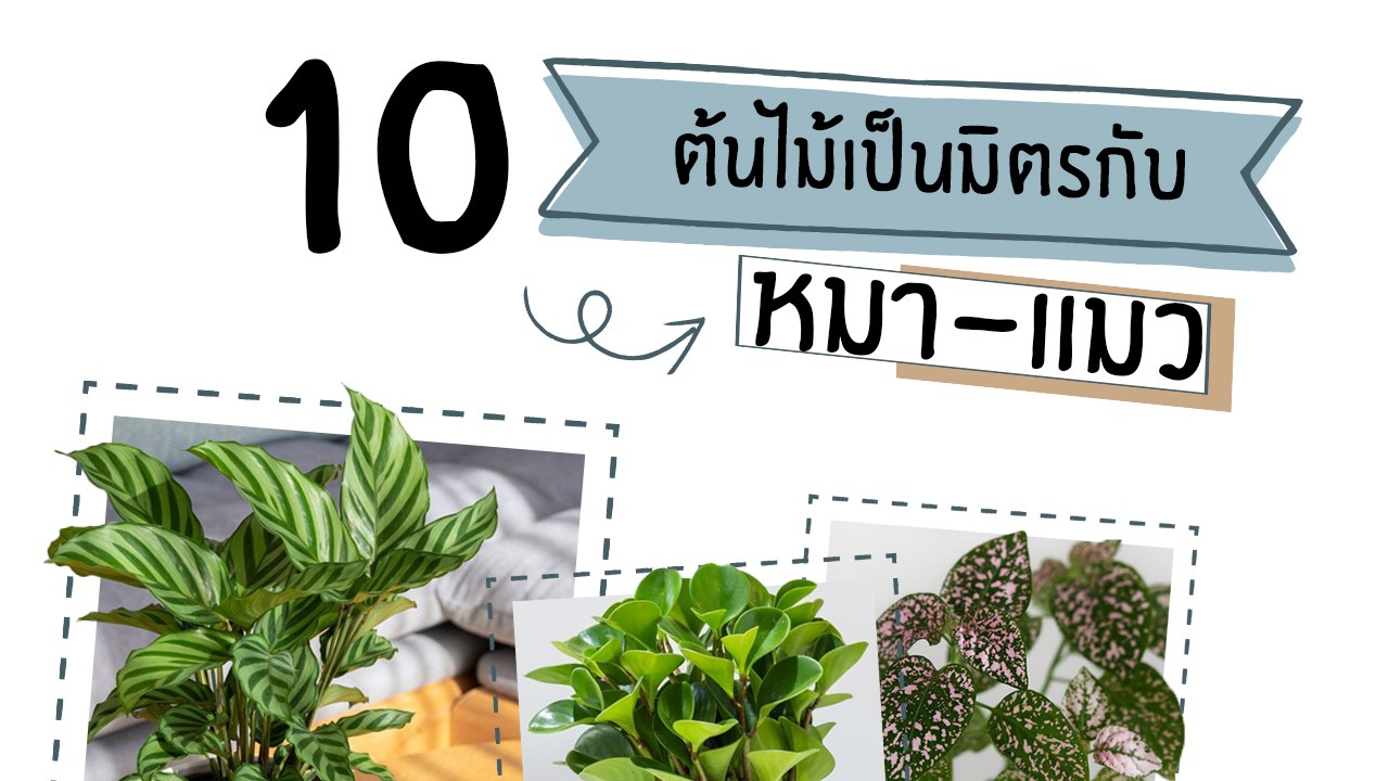 10 ต้นไม้เป็นมิตรกับหมา-แมว ทาสปลูกในบ้านได้หายห่วง
