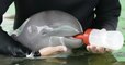 Thaïlande : un bébé dauphin victime d'une infection pulmonaire a été recueilli dans un centre pour être soigné