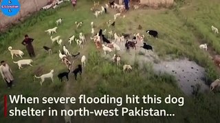Pakistan floods: Shelter staff rescue 250 dogsClose