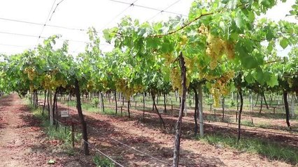 Üzüm bağları, 1 yıl süresince üretimden hasada kadar fotoğraflanacak