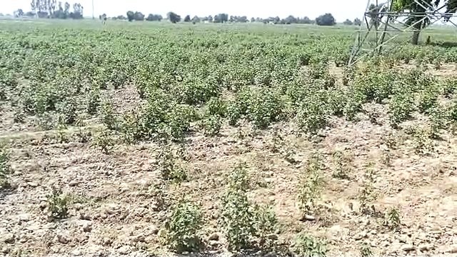 Crops affected by adverse weather, will not have to wait for harvesting experiment for ointment