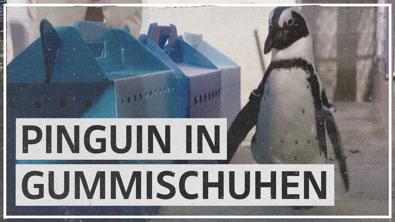 Orthopädische Schuhe für kranken Pinguin 