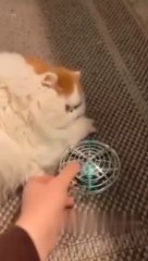 Funny cat helicopter|Playing kids drone|Funny video