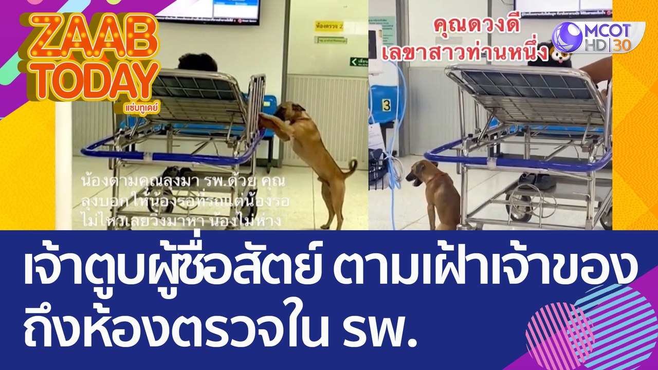 เอ็นดู! เจ้าตูบแสนรู้ผู้ซื่อสัตย์ ตามเฝ้าเจ้าขอ...