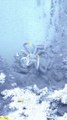 Scientists Accidentally Made A Chilling Discovery In This Region Of The Ocean #shorts