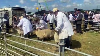 The Post Holsworthy Show Roundup