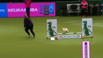 Ozzy Man Reviews Olly at Crufts