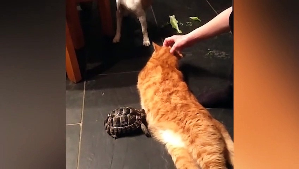 Ozzy Man Reviews Tortoise vs Cat video Dailymotion