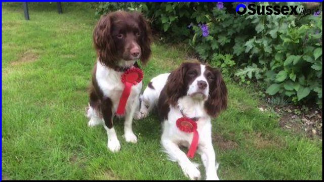 5 Things To Do In Sussex, featuring Crawley, Petworth, Petersfield and Chichester