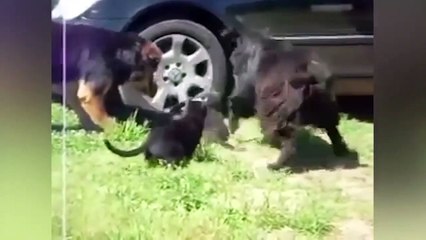 Ozzy Man Reviews Dogs Referee Cats + BOOK Announcement