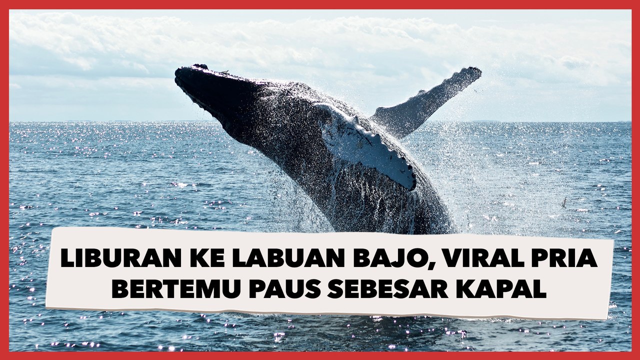 Liburan ke Labuan Bajo, Viral Pria Bertemu Paus...