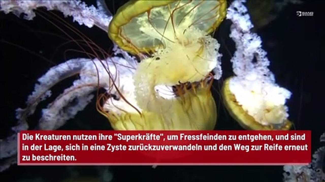 “Unsterbliche' Qualle könnte Anhaltspunkte für Anti-Aging liefern