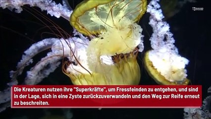 “Unsterbliche" Qualle könnte Anhaltspunkte für Anti-Aging liefern