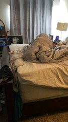 Pitbull embrouillé par des couvertures - Buzz Buddy