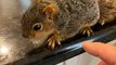Bébé écureuil obtient quelques rayures - Buzz Buddy