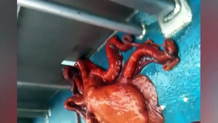 Ozzy Man Reviews Octopus Escape