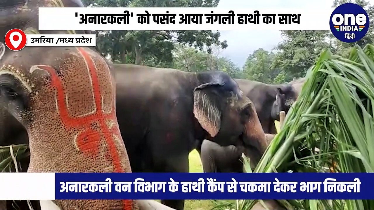 अनारकली' को पसंद आया जंगली हाथी का साथ, बांधवगढ...
