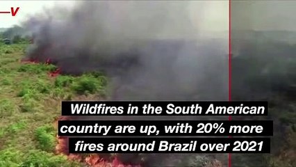 The Amazon Rainforest Just Had Its Worst Month of Wildfires in More Than 10 Years