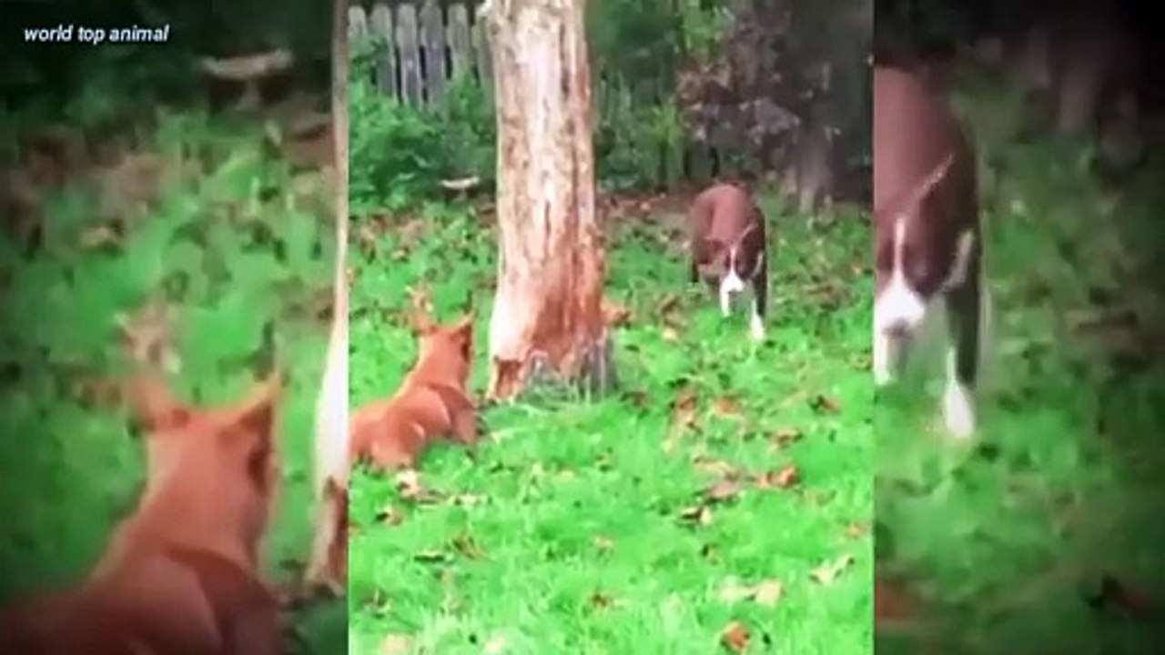 Dog's Dangar funny video #Dangarvideo