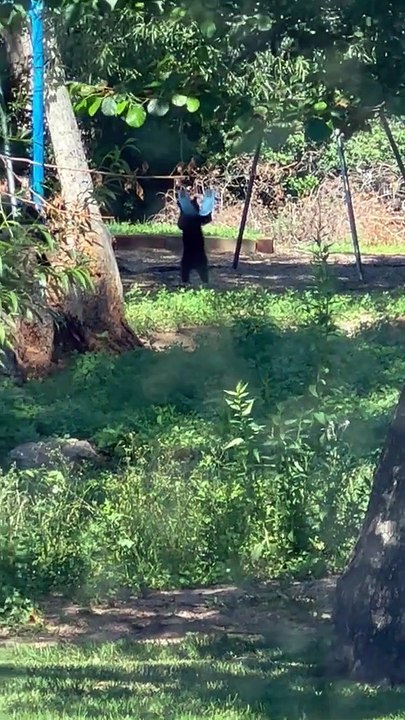 Bear Cubs Play on Swing Set - Buzz Buddy