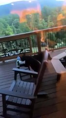 La famille a une rencontre rapprochée avec maman ours et ses petits - Buzz Buddy