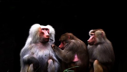 Baboons | Primates