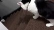 Feisty Cat tombe dans les escaliers - Buzz Buddy